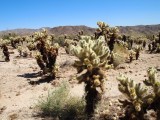 Cactus at Joshua Tree National Park