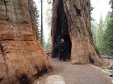 Motorcyclist inside General Shermann tree